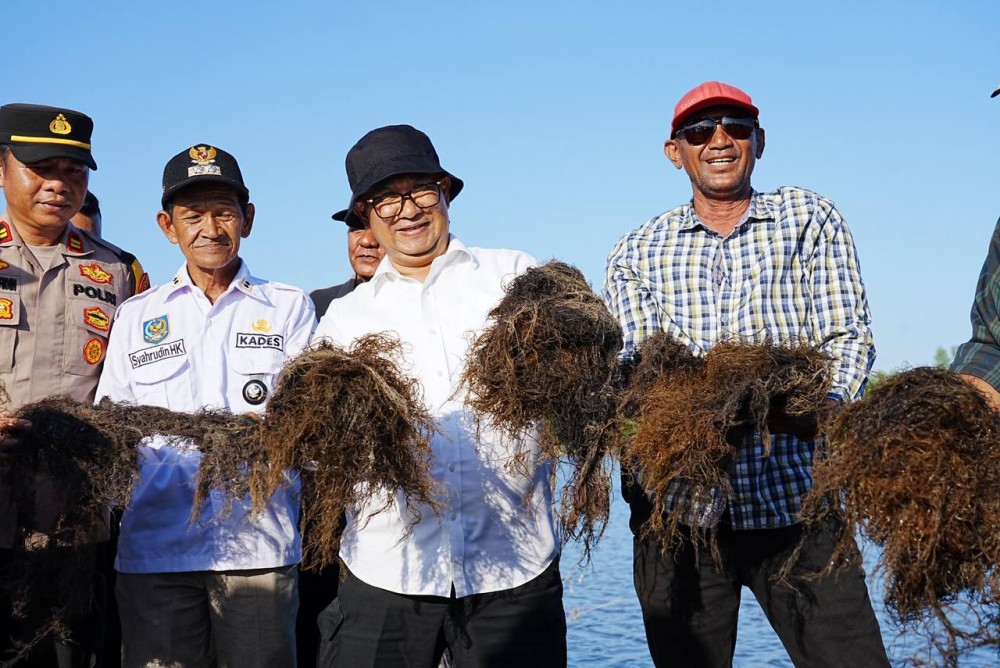 Pj Gubernur Panen Rumput Laut di Maruat, Segera Undang Investor Untuk Nilai Tambah